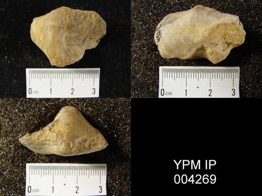 undet. Rhynchonellida