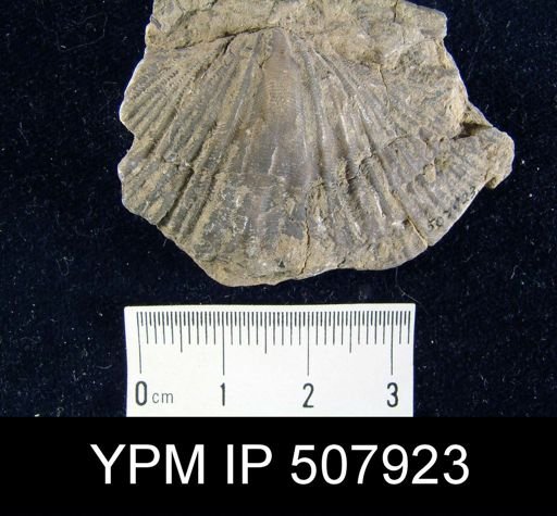 Spirifer undulatus
