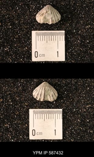 Camarotoechia whitei