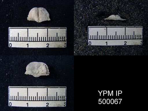 Chonetina flemingi