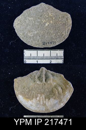 Schizophoria oklahomae