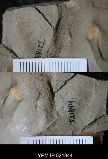 undet. Ichnofossil