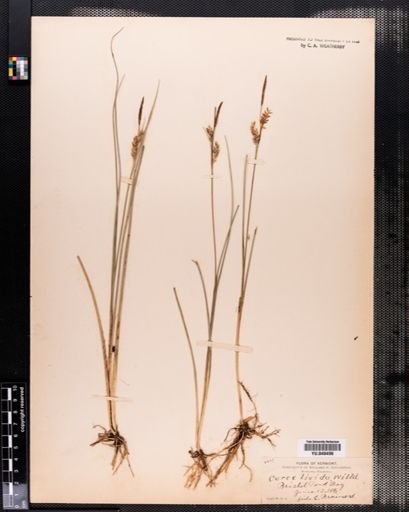 Carex livida