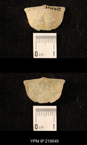 Chonetes granulifer