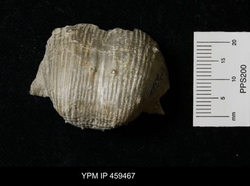 Dictyoclostus portlockianus crassicostatus