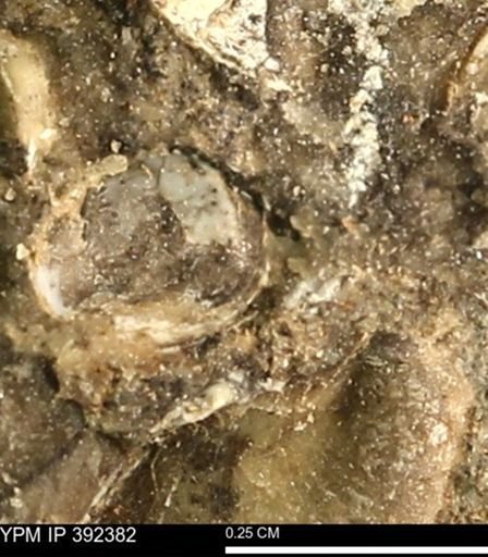 Protocardia subquadrata