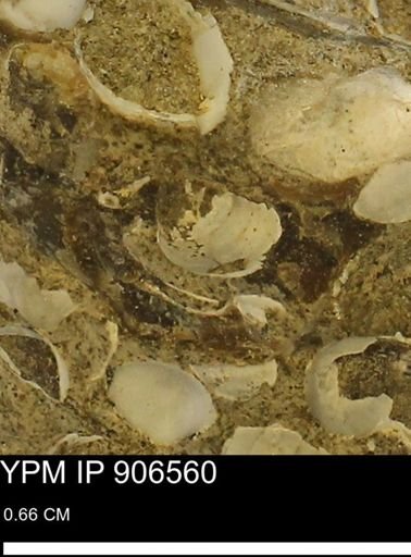 Corbulamella?