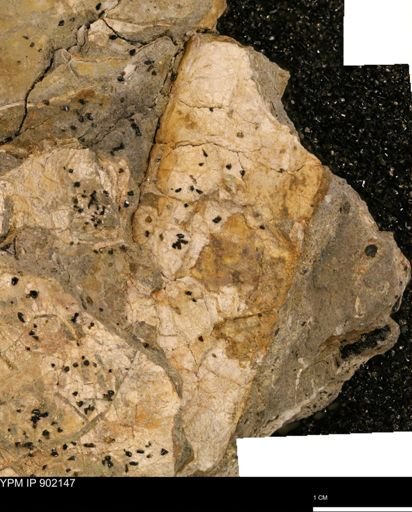 undet. Inoceramidae