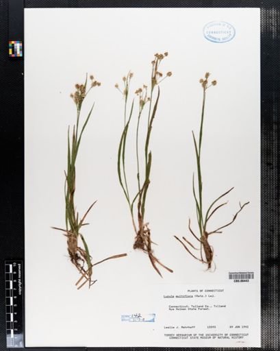 Luzula multiflora