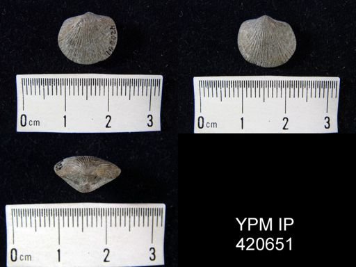 Dalmanella?