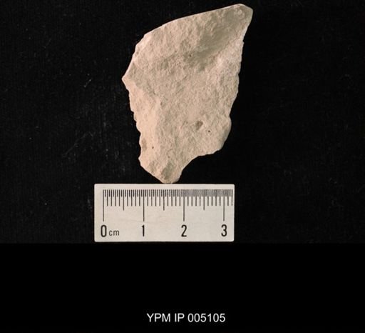 Progonopsocus pusillus