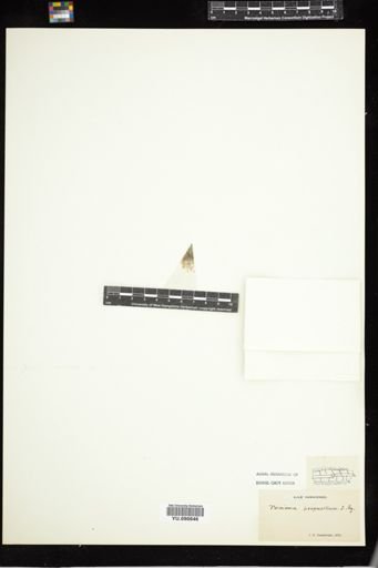 Taenioma perpusillum