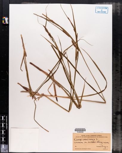 Carex vesicaria