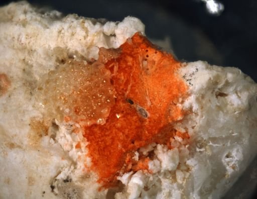 Lifuella multidentata