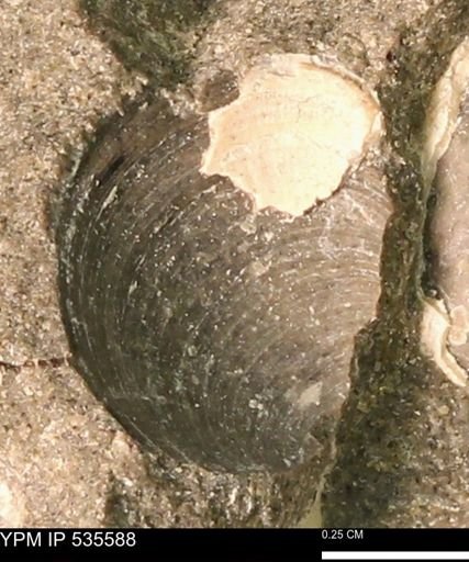Protocardia subquadrata