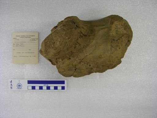 Stegomastodon mirificus