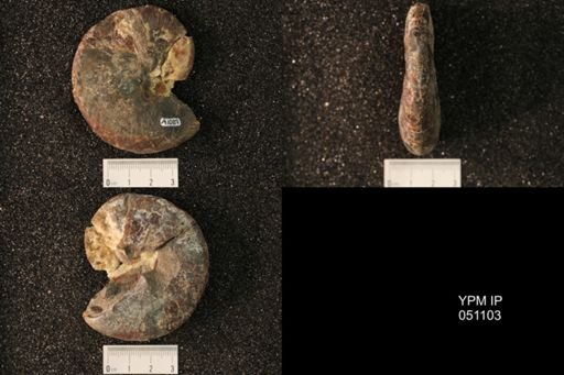 Hoploscaphites nicolletii