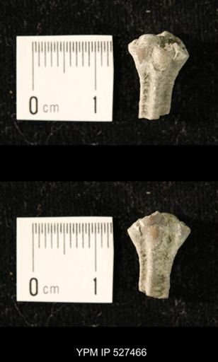 Iocrinus subcrassus