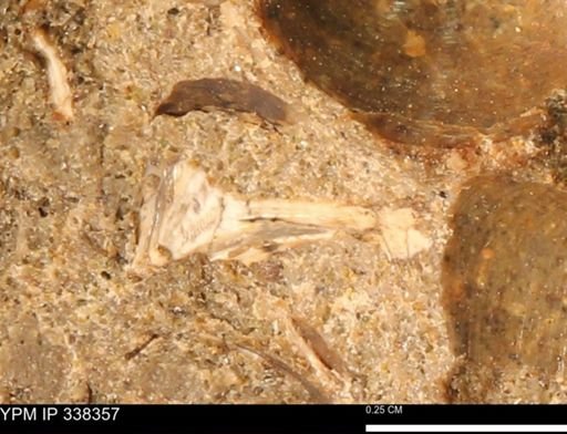 undet. Mollusca