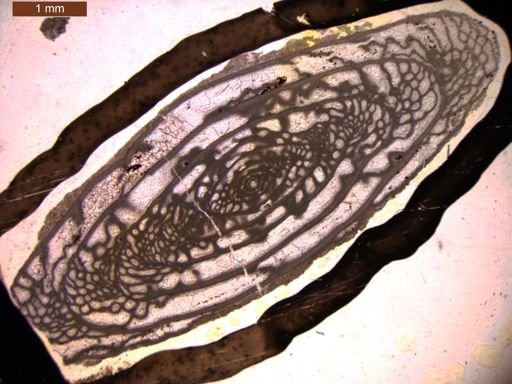 Triticites elegantoides