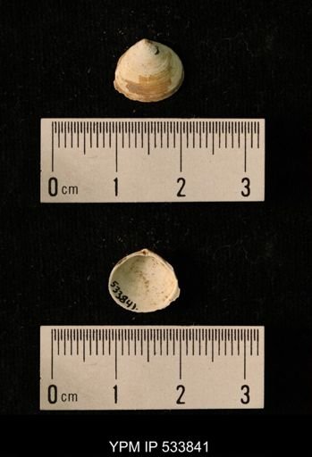 Macoma calcarea