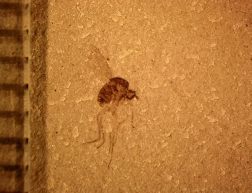 undet. Dolichopodidae