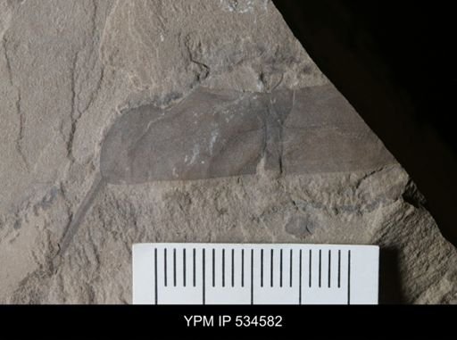 undet. Eurypterida