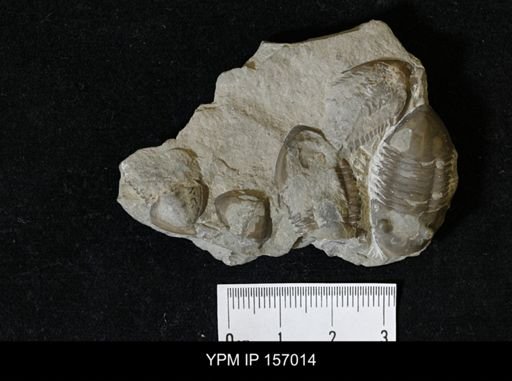 Isotelus platycephalus