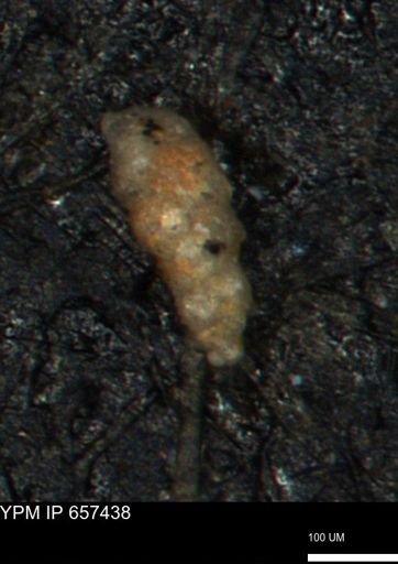 Verneuilinoides kansasensis