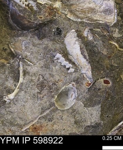 Hoploscaphites sp.