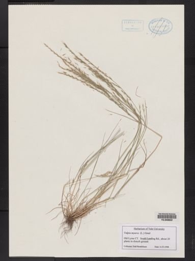Vulpia myuros
