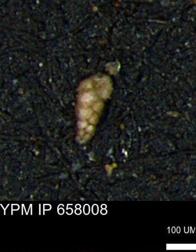 Verneuilinoides kansasensis