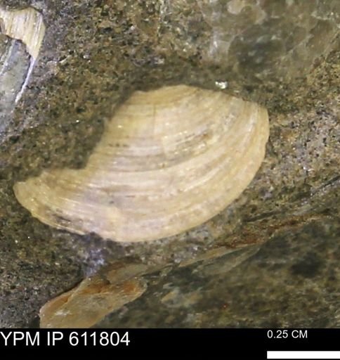 Protocardia sp.