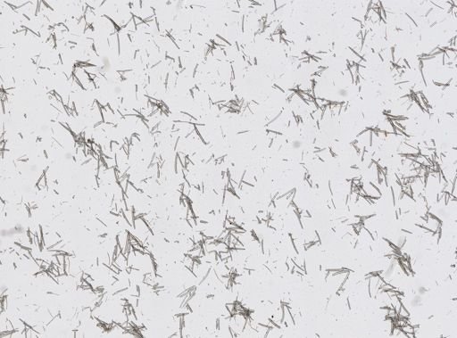 Isodictya deichmannae