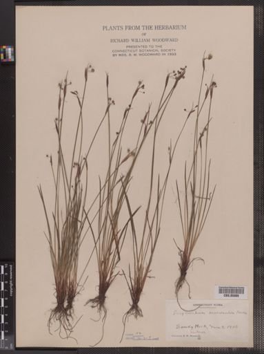 Sisyrinchium mucronatum