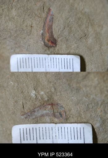 undet. Arthropoda