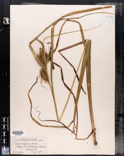 Carex lupulina