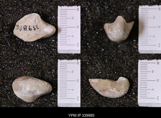 Gryphea washitaensis