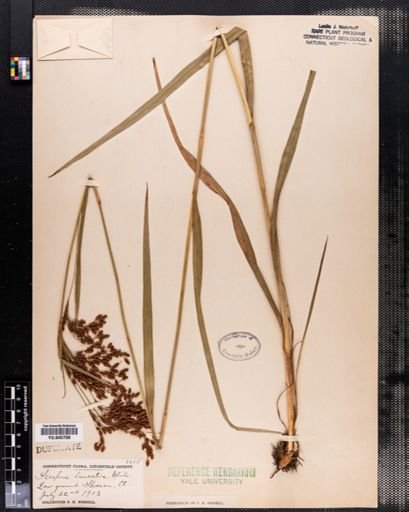 Scirpus pendulus