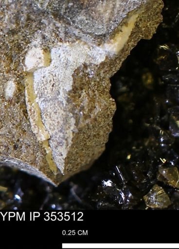 Limopsis striatopunctatus