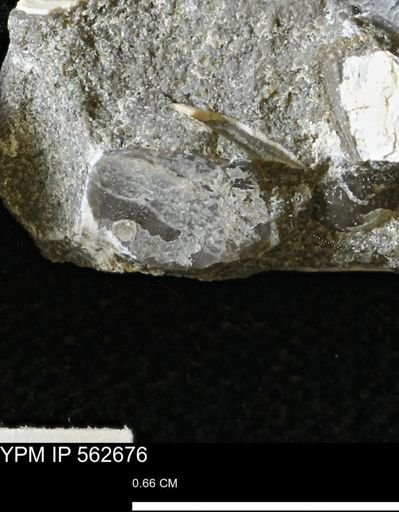 undet. Mollusca