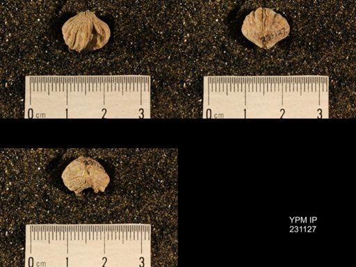 Wellerella osagensis