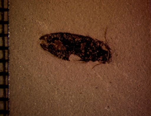 undet. Coleoptera