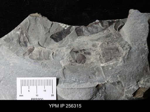 Hughmilleria sp.