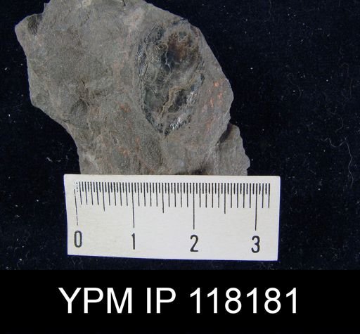 Lingula taeniola