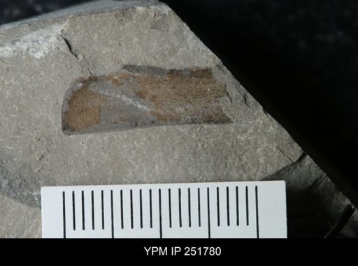 undet. Eurypterida
