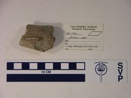 Pterodactylidae