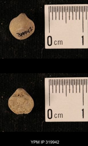 Ambocoelia planoconvexa