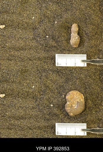 Scaphites sp.