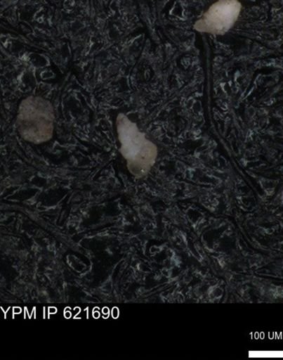 undet. Heterohelicidae
